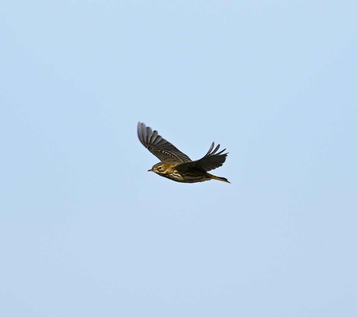 Meadow Pipit - ML642293790
