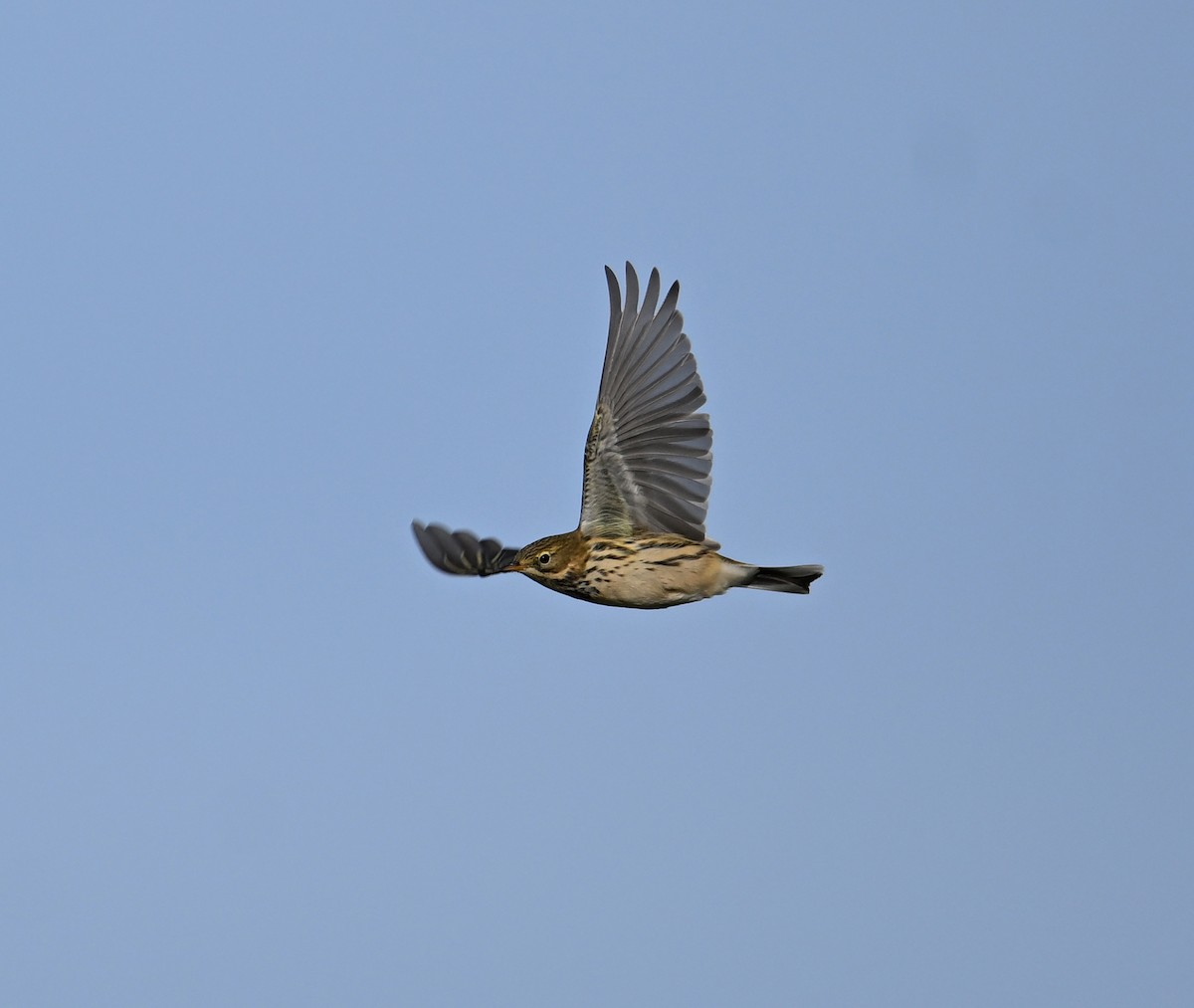 Meadow Pipit - ML642293791