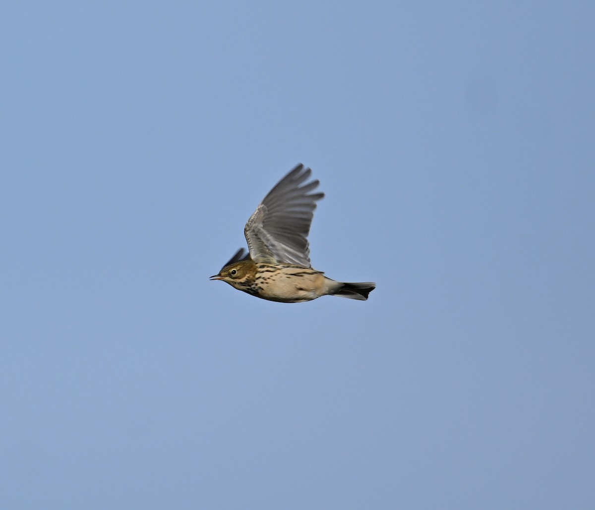 Meadow Pipit - ML642293792