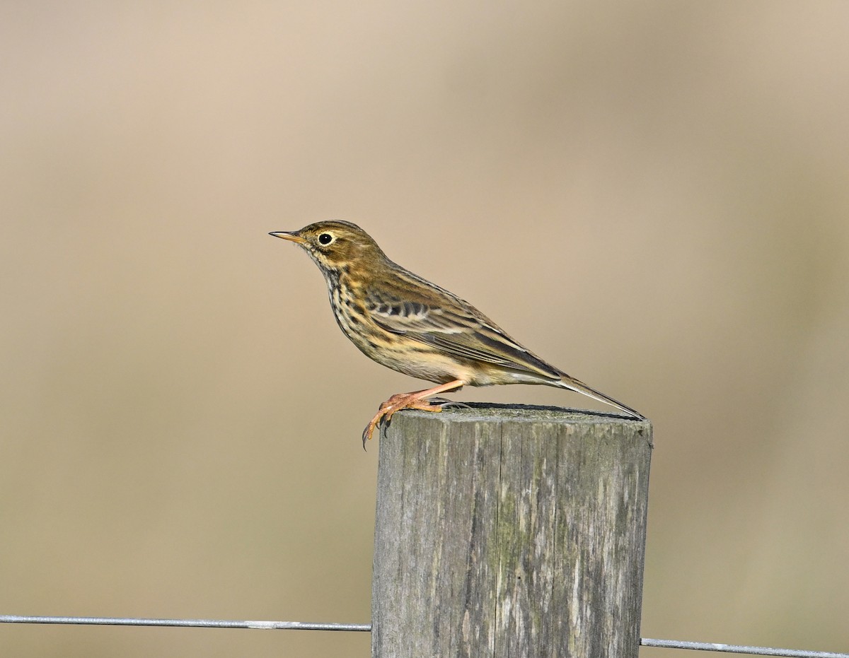 Meadow Pipit - ML642293793