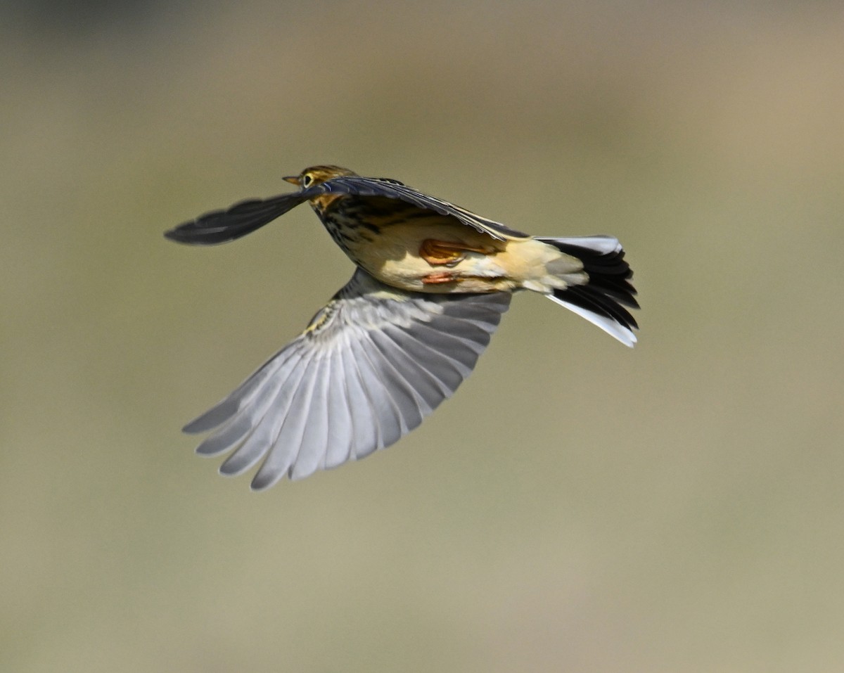 Meadow Pipit - ML642293794