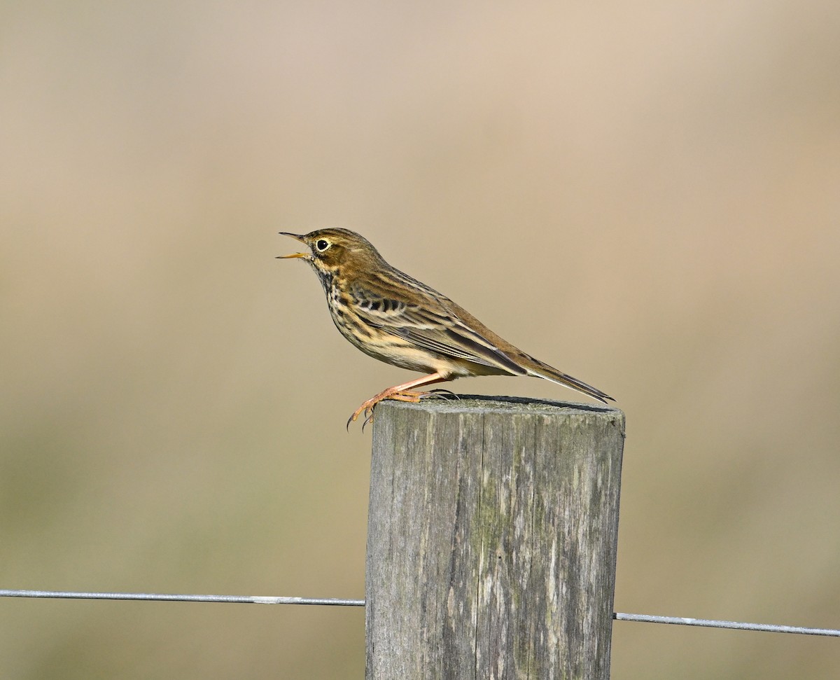 Meadow Pipit - ML642293795