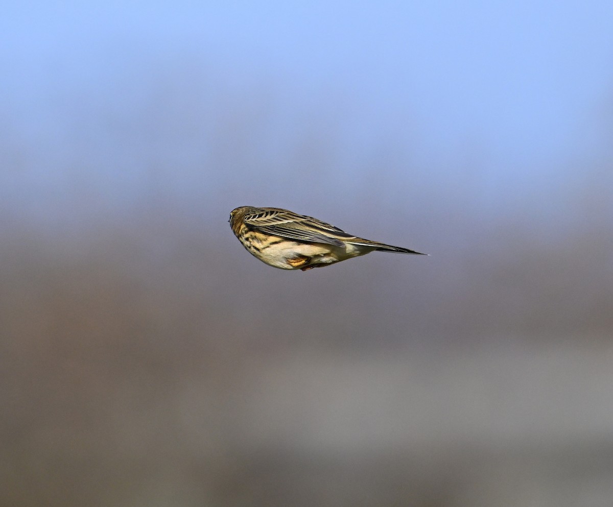 Meadow Pipit - ML642293797