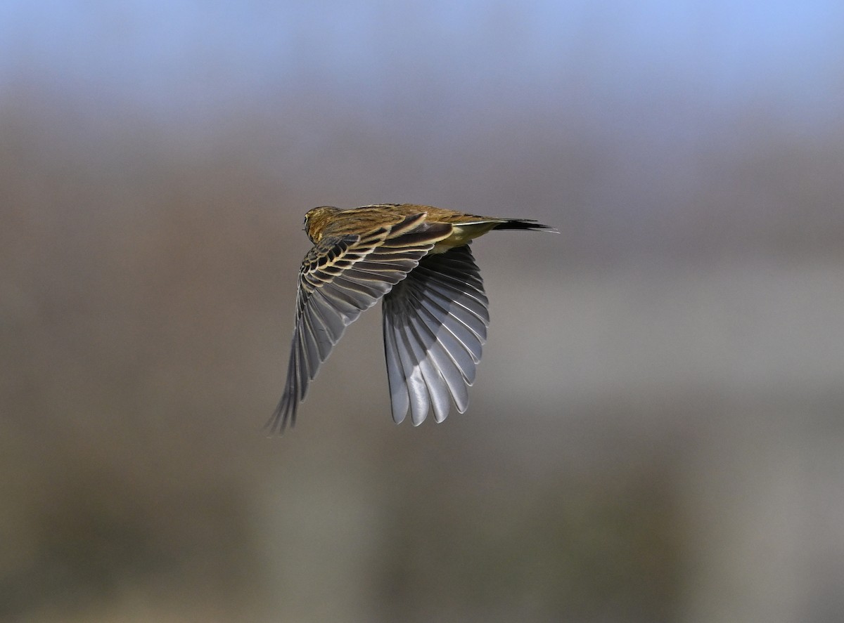 Meadow Pipit - ML642293798