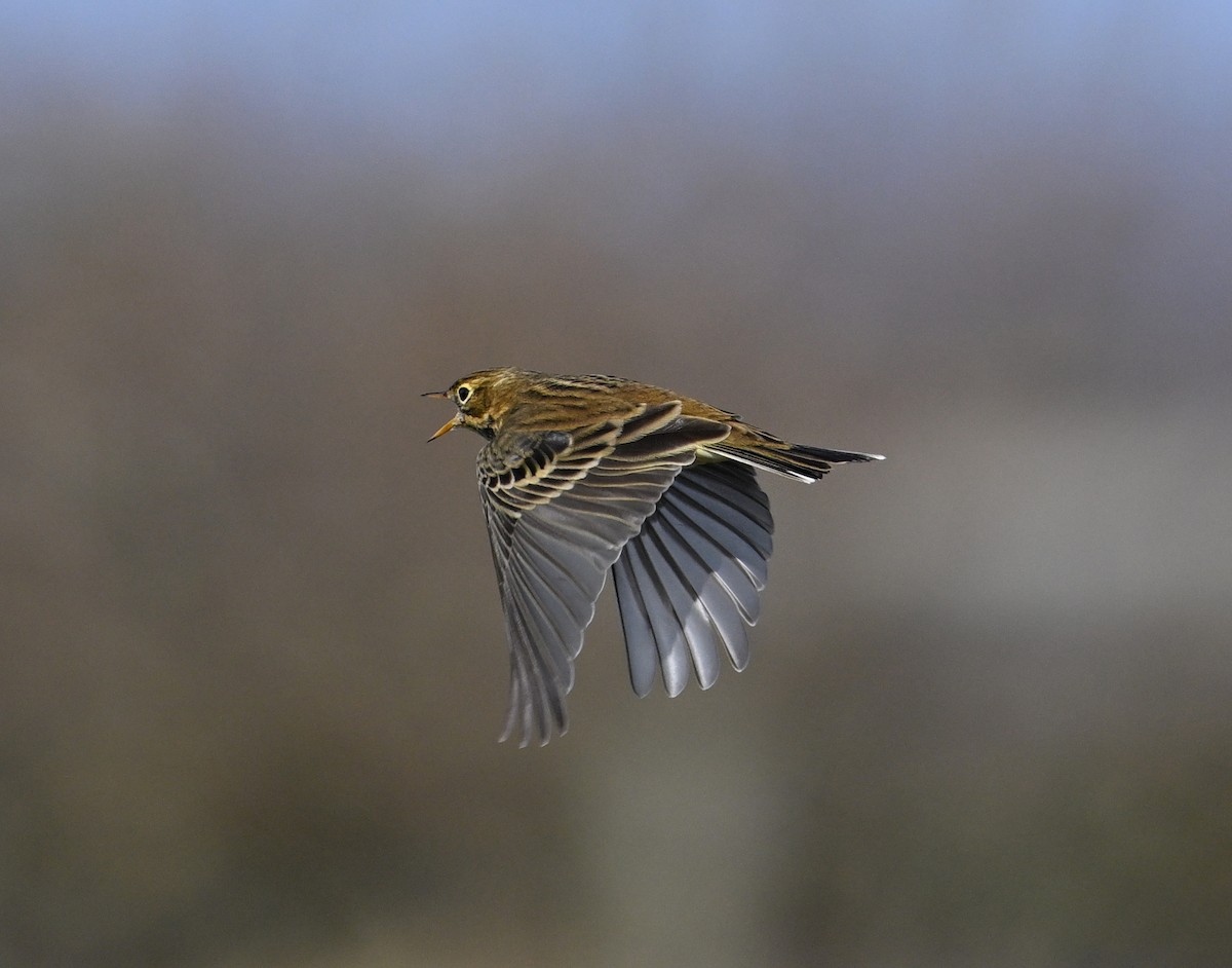 Meadow Pipit - ML642293799
