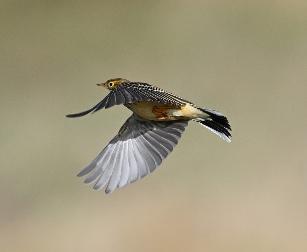 Meadow Pipit - ML642293800