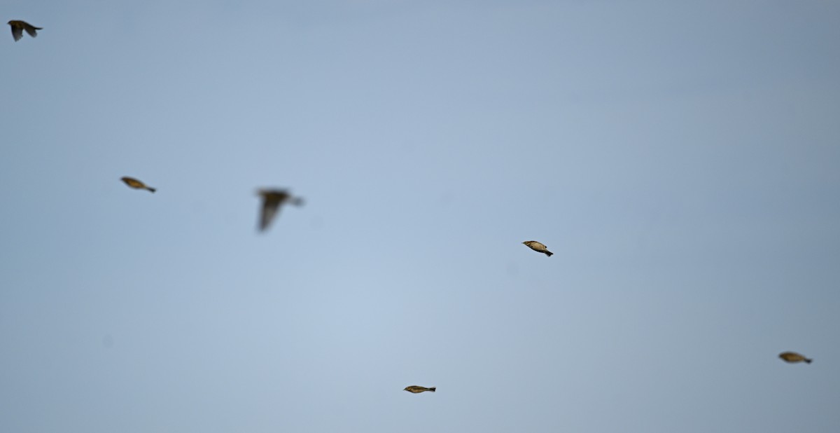 Meadow Pipit - ML642293801