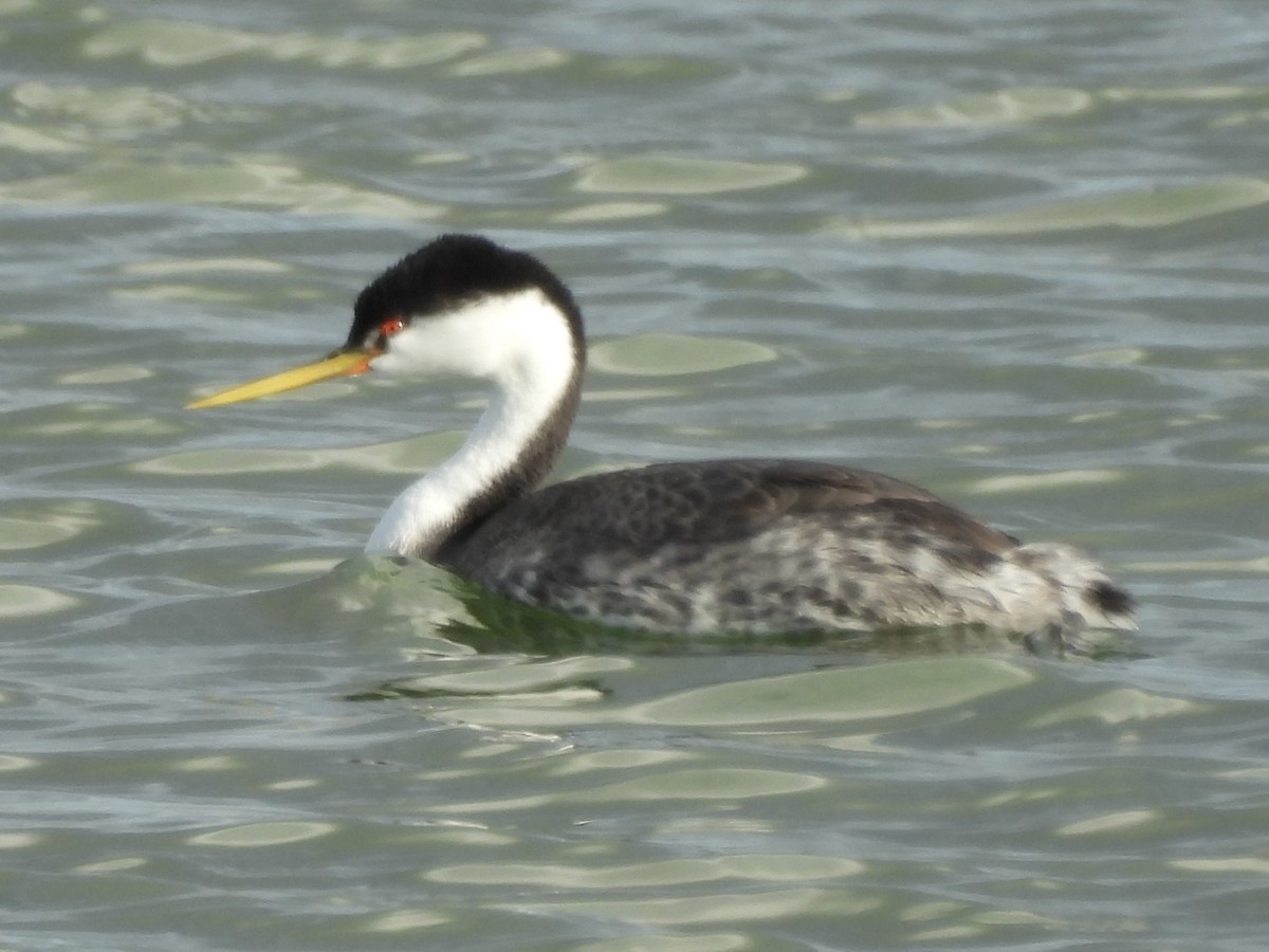 Western/Clark's Grebe - ML642293849