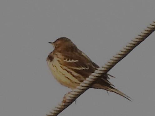 Red-throated Pipit - ML642293850