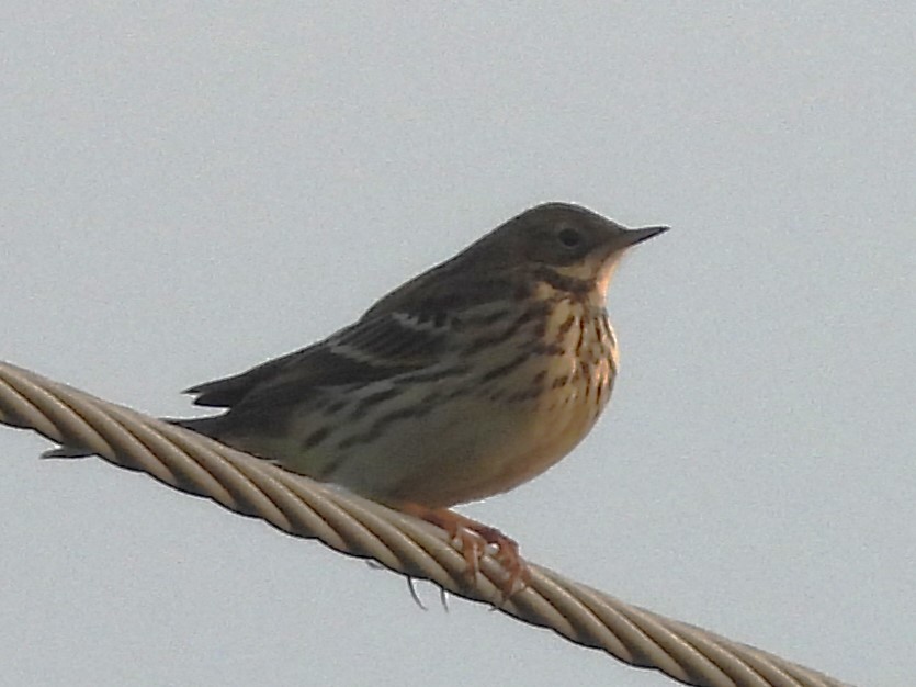 Red-throated Pipit - ML642293851