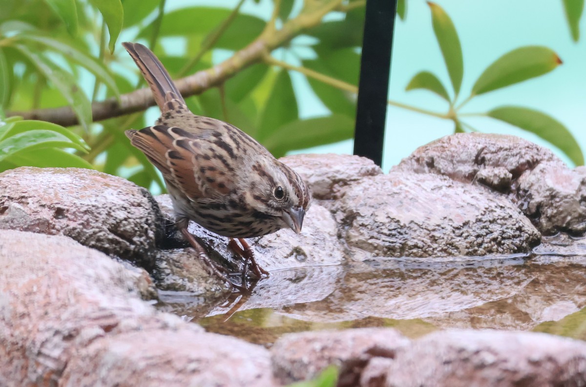 Song Sparrow - ML642293867