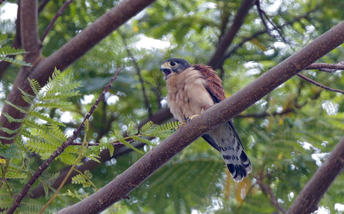Seychelles Kestrel - ML642293868