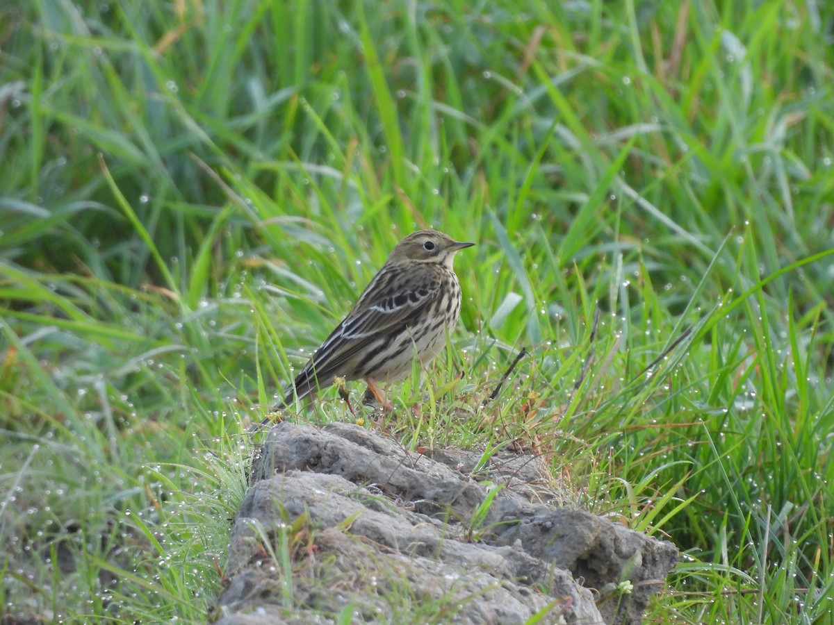 Red-throated Pipit - ML642293871