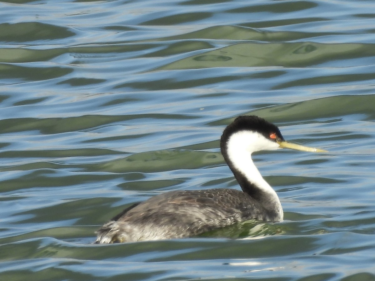 Western Grebe - ML642293876