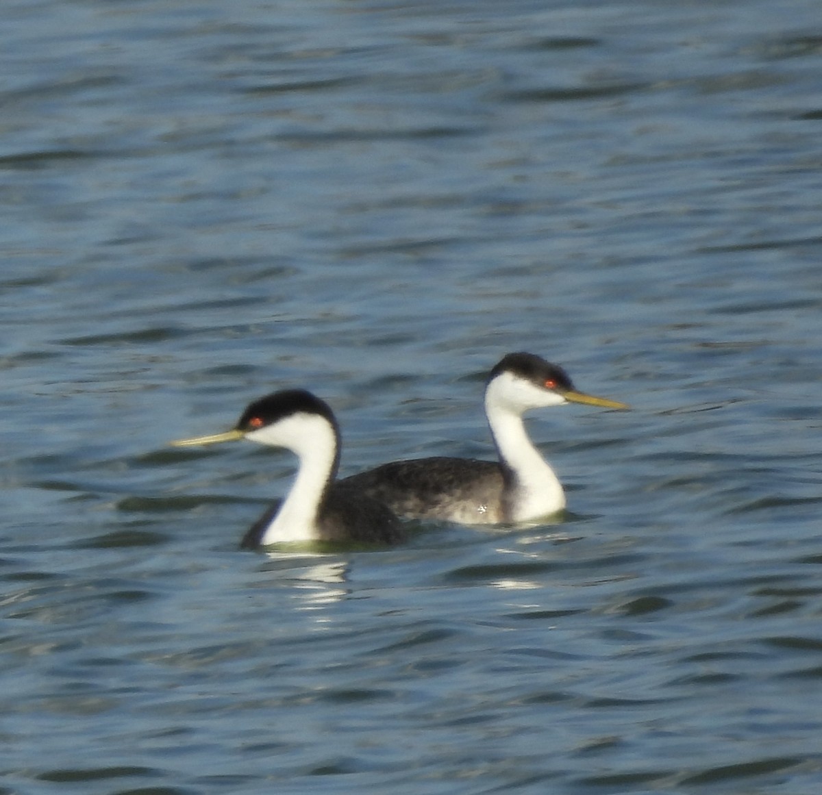 Western Grebe - ML642293877