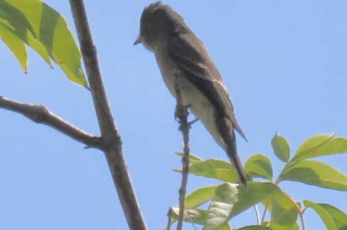 Blasskehl-Schnäppertyrann - ML642293878