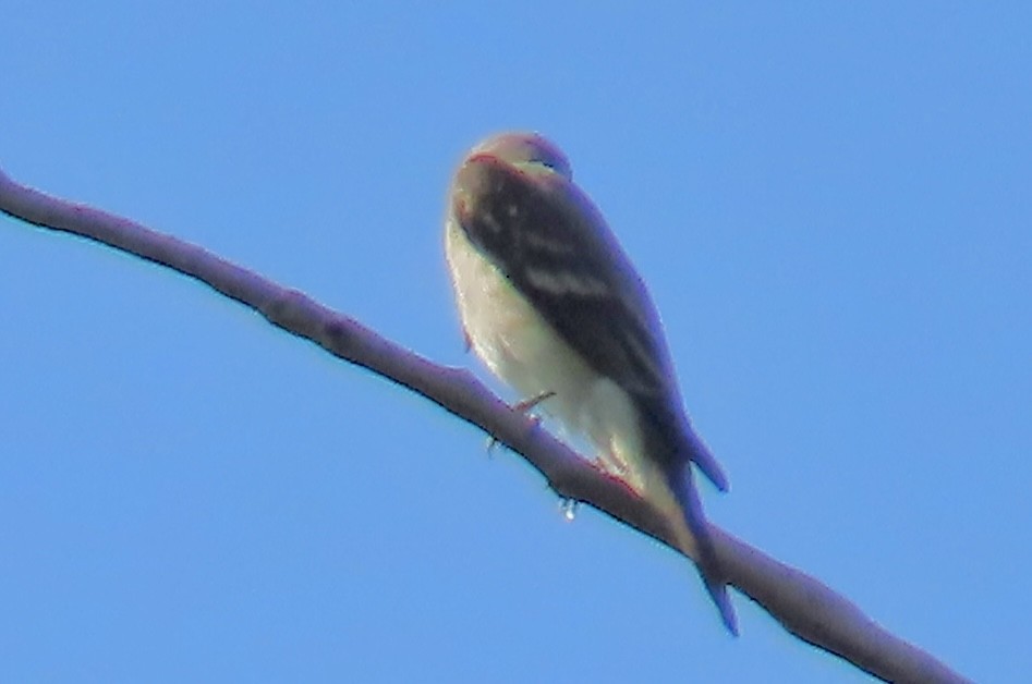 Blasskehl-Schnäppertyrann - ML642293879