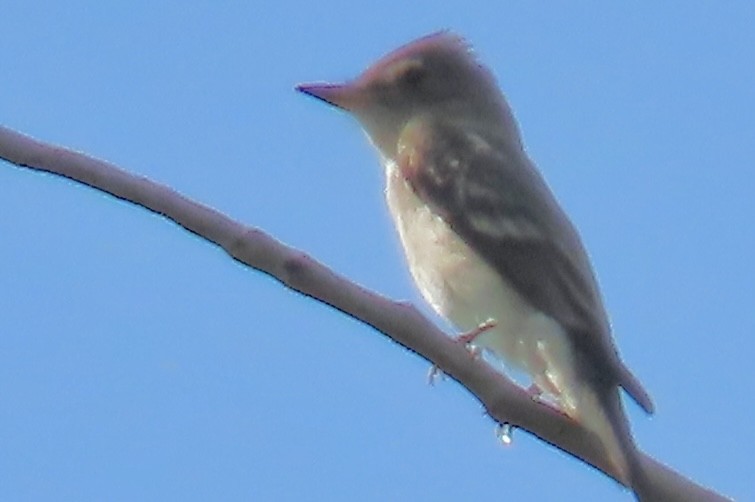 Blasskehl-Schnäppertyrann - ML642293880
