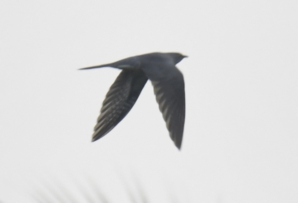 African Cuckoo - ML642293883