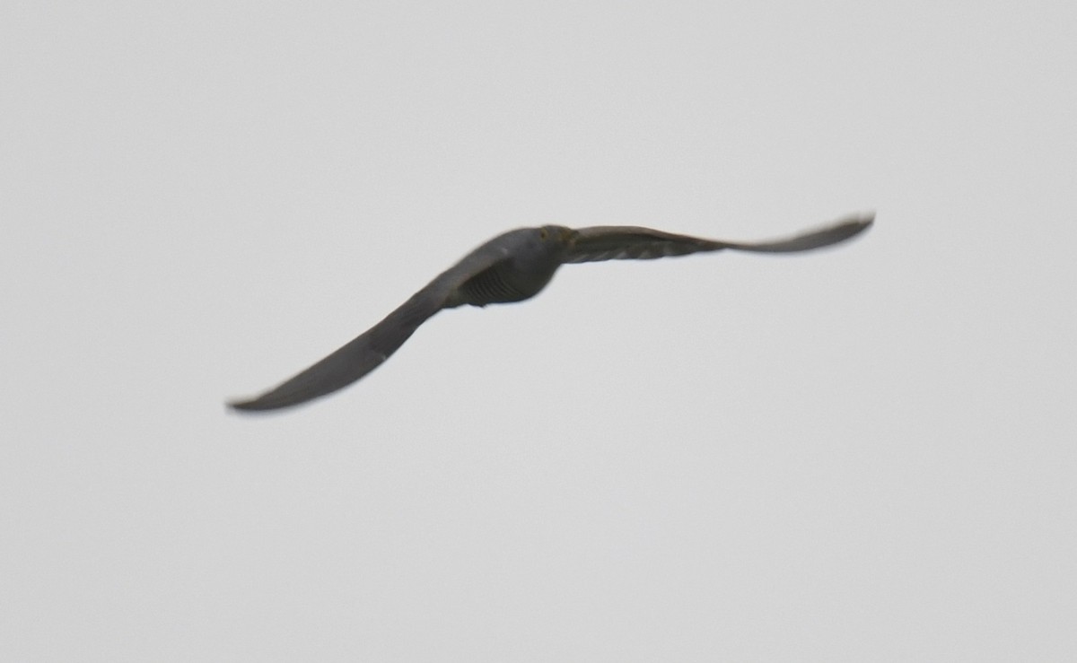 African Cuckoo - ML642293884