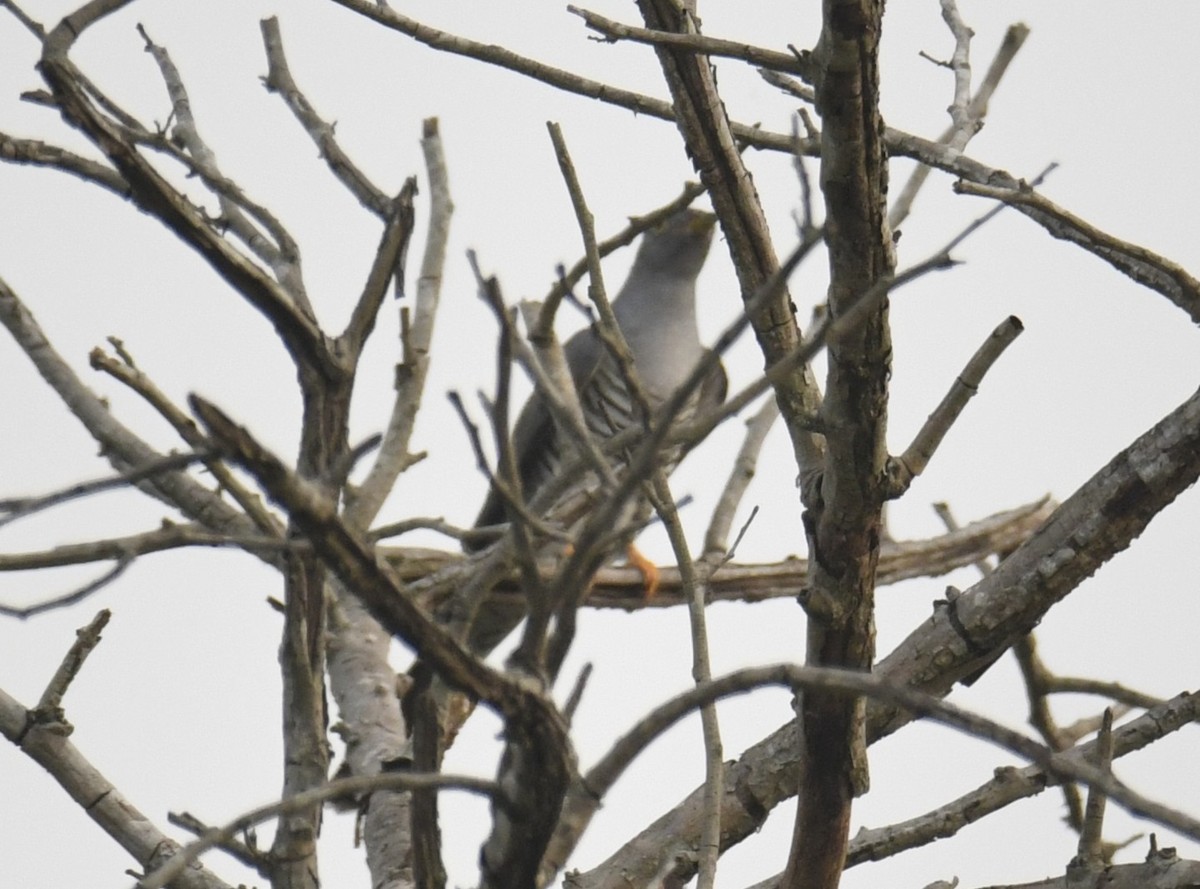 African Cuckoo - ML642293885