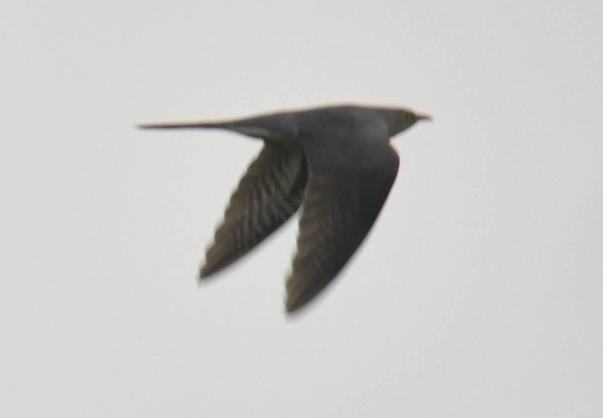 African Cuckoo - ML642293886