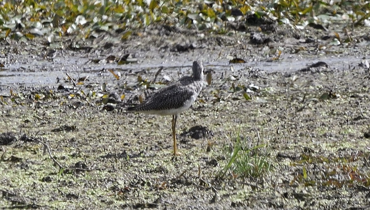 Greater Yellowlegs - ML642293902