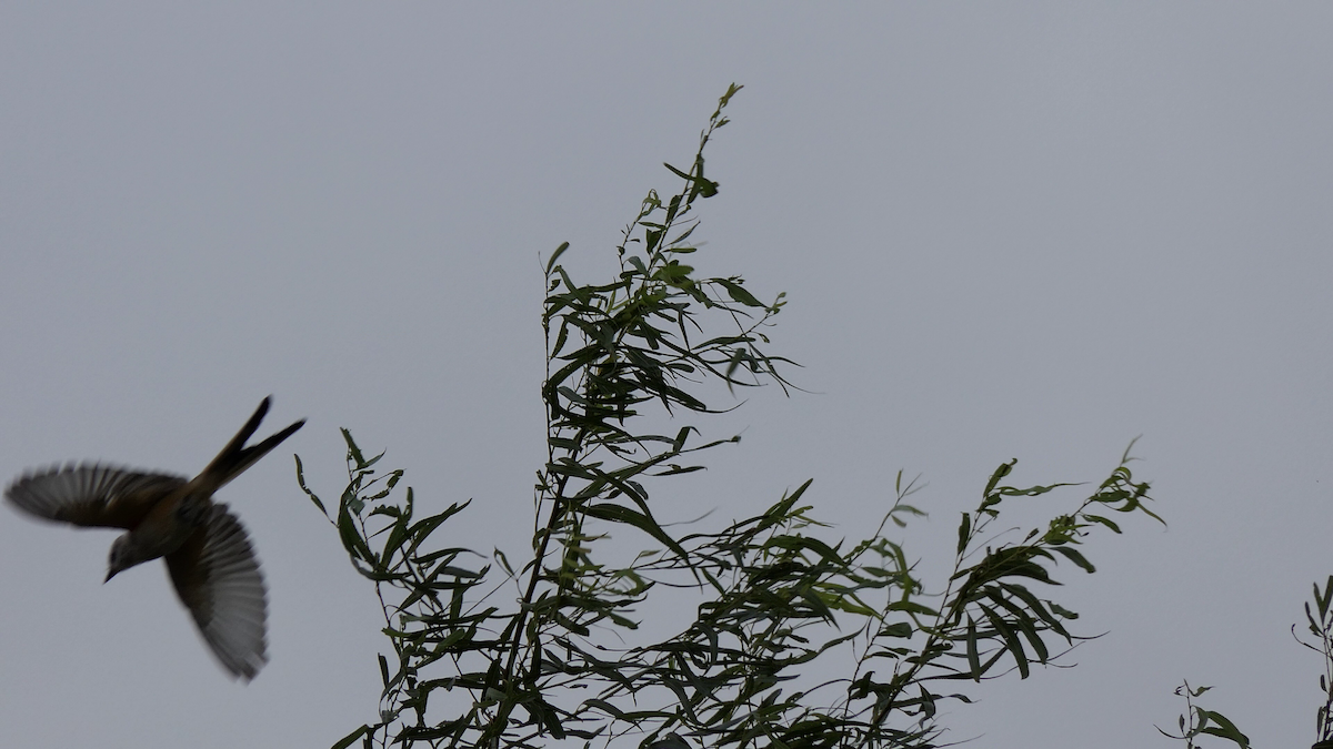 Scissor-tailed Flycatcher - ML642293909