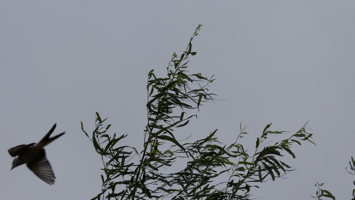 Scissor-tailed Flycatcher - ML642293910