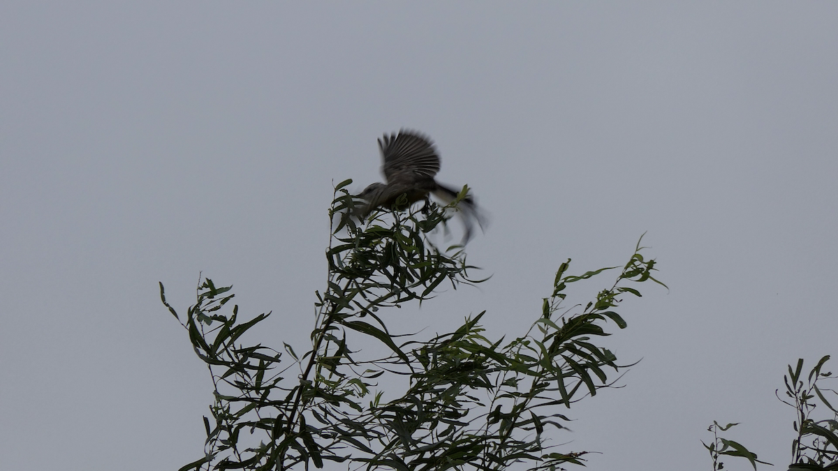 Scissor-tailed Flycatcher - ML642293913