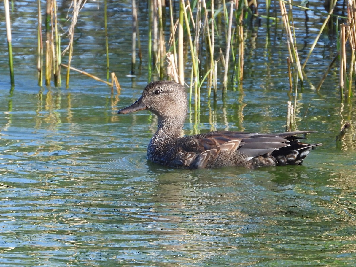 Gadwall - ML642294008