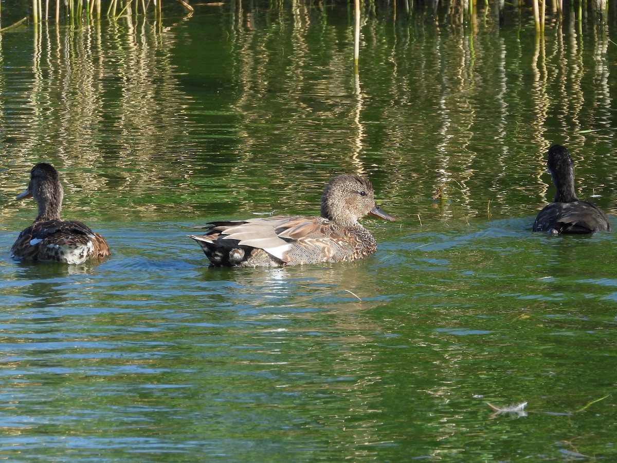 Gadwall - ML642294009