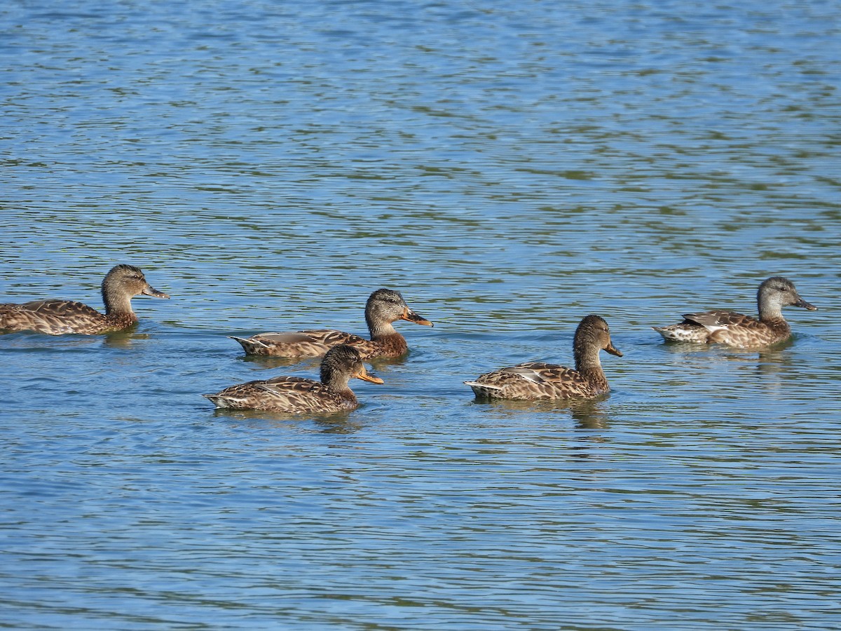 Gadwall - ML642294010