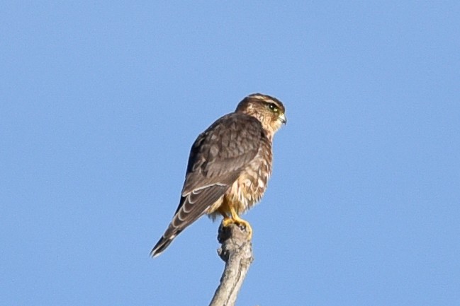 Хайргууна шонхор - ML642294017