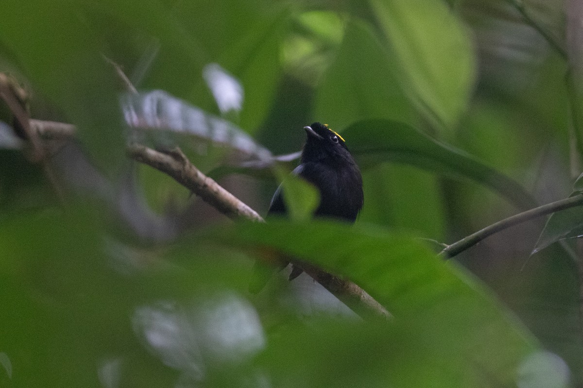 Blue-backed Manakin (regina) - ML642294020