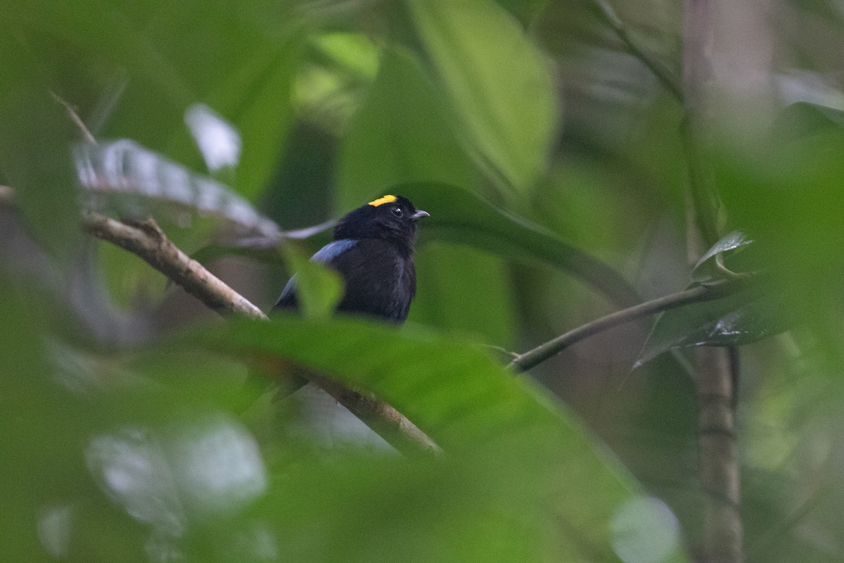 Blue-backed Manakin (regina) - ML642294021