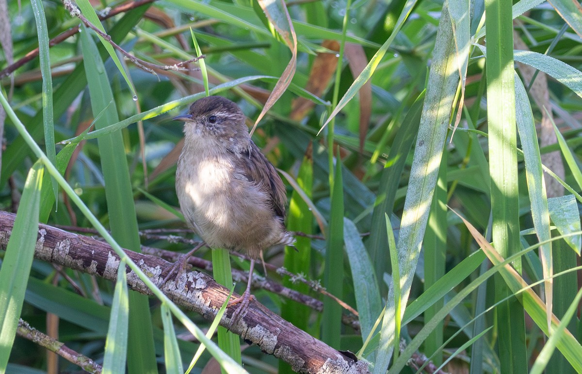 Marsh Wren - ML642294036