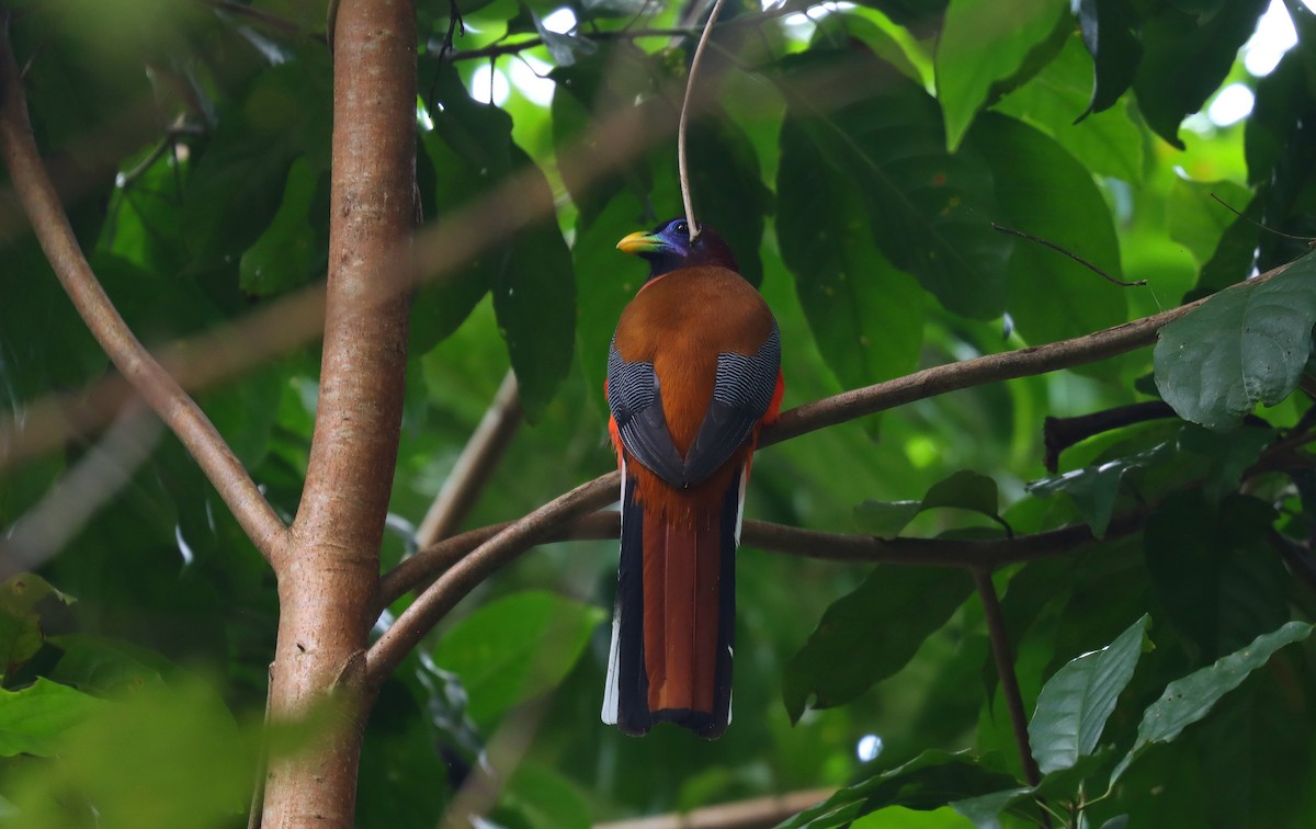 Trogón Filipino - ML642294037