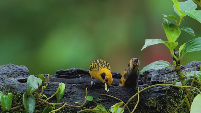 Golden Tanager - ML642294049
