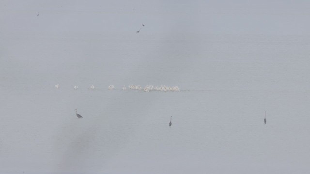 American White Pelican - ML642294059