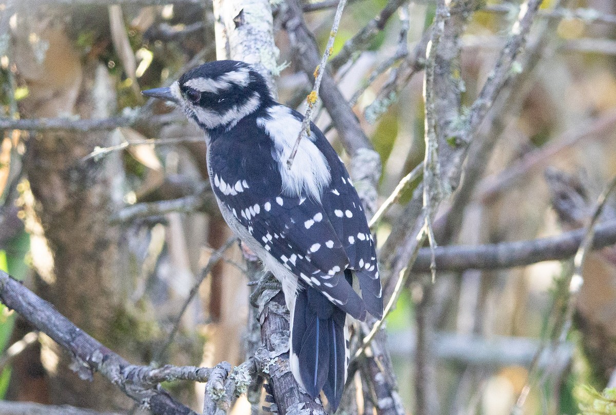 Downy Woodpecker - ML642294063