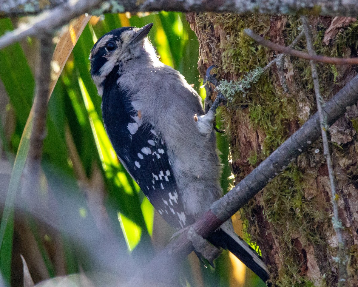 Downy Woodpecker - ML642294064