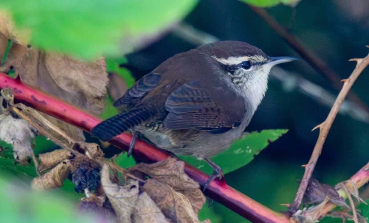 Bewick's Wren - ML642294074