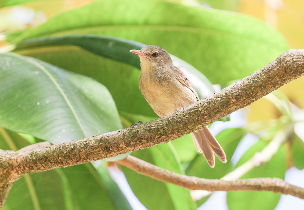 Seychelles Warbler - ML642294077
