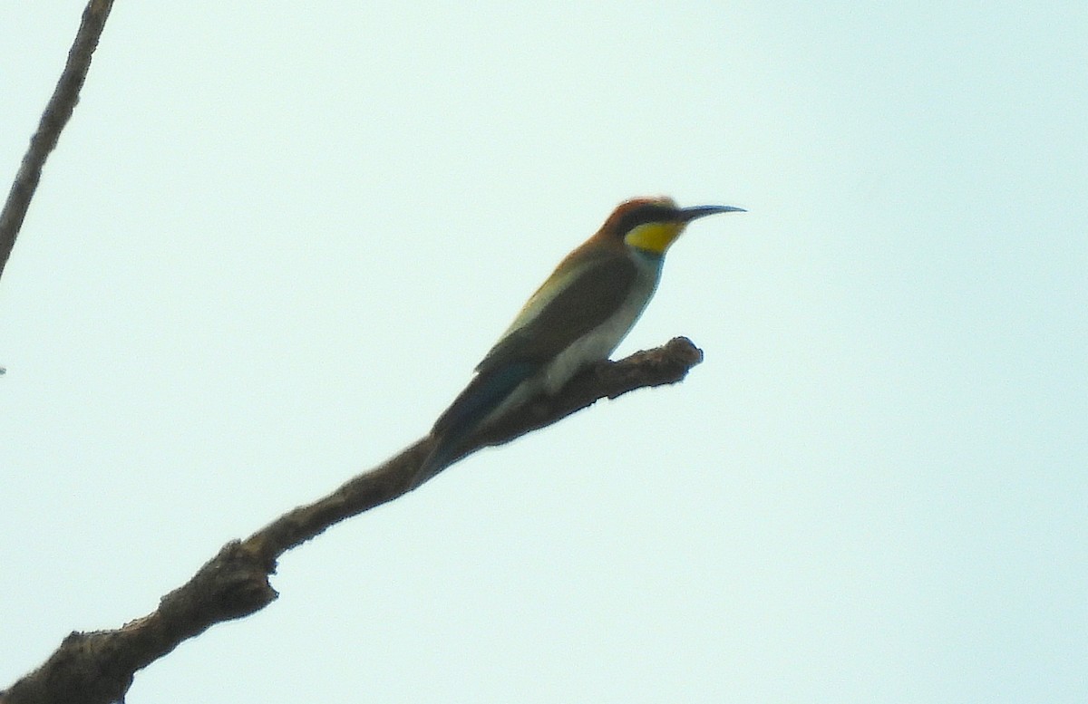 European Bee-eater - ML642294085