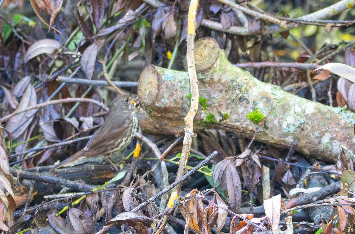 Fox Sparrow - ML642294091