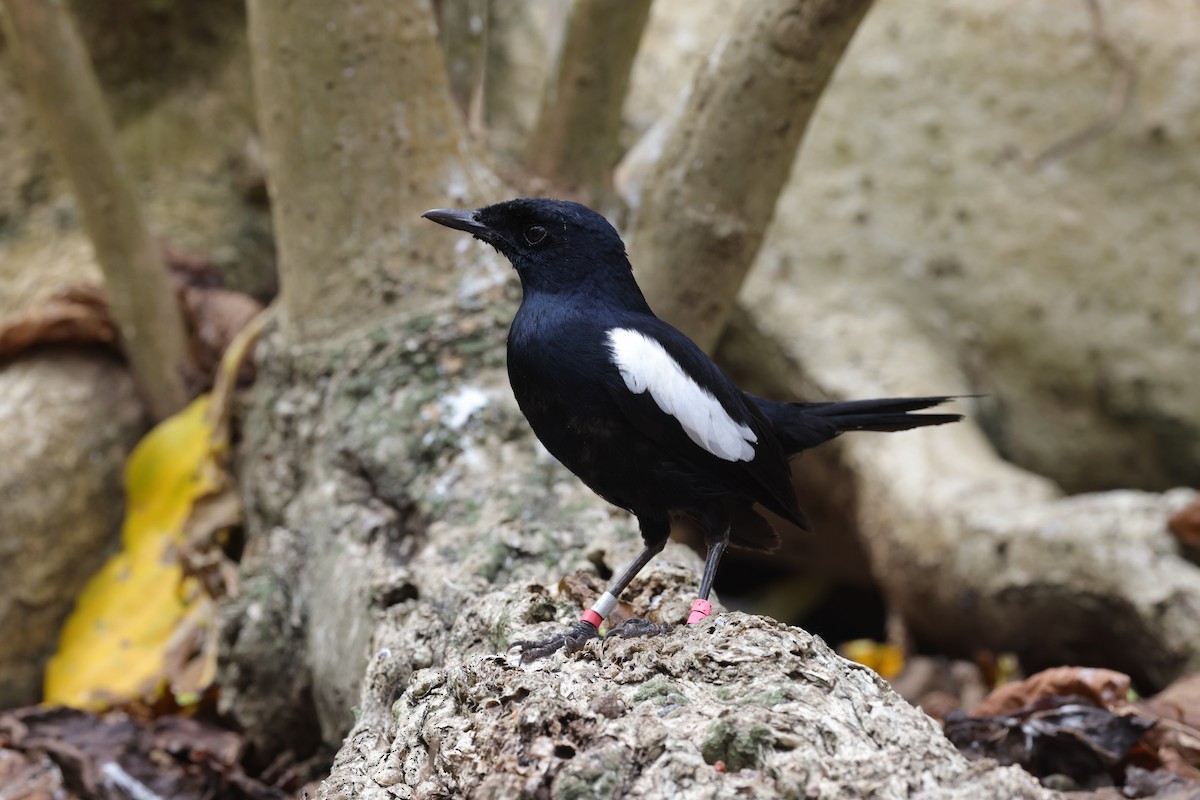 Seychelles Magpie-Robin - ML642294092