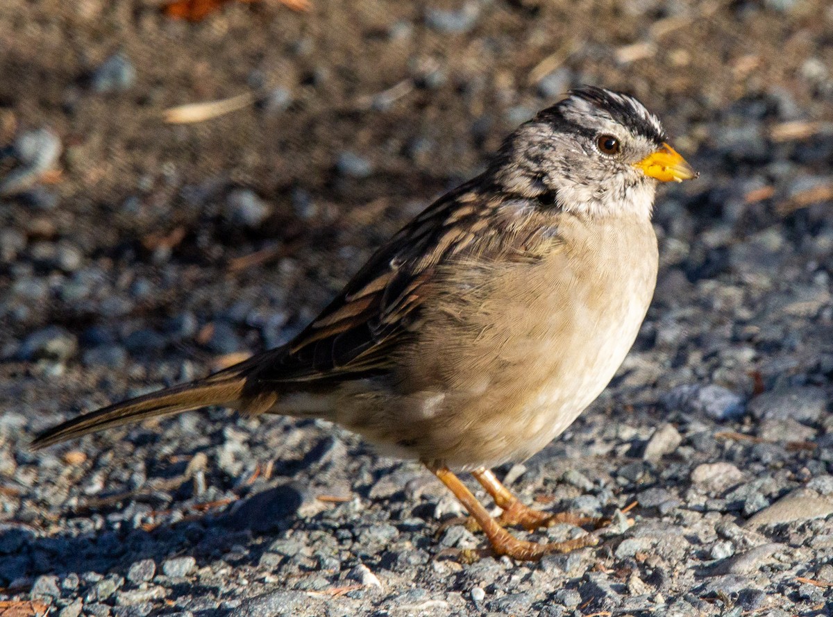 White-crowned Sparrow - ML642294103