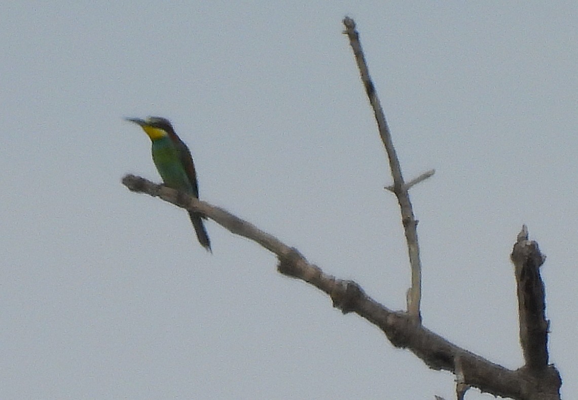 European Bee-eater - ML642294106