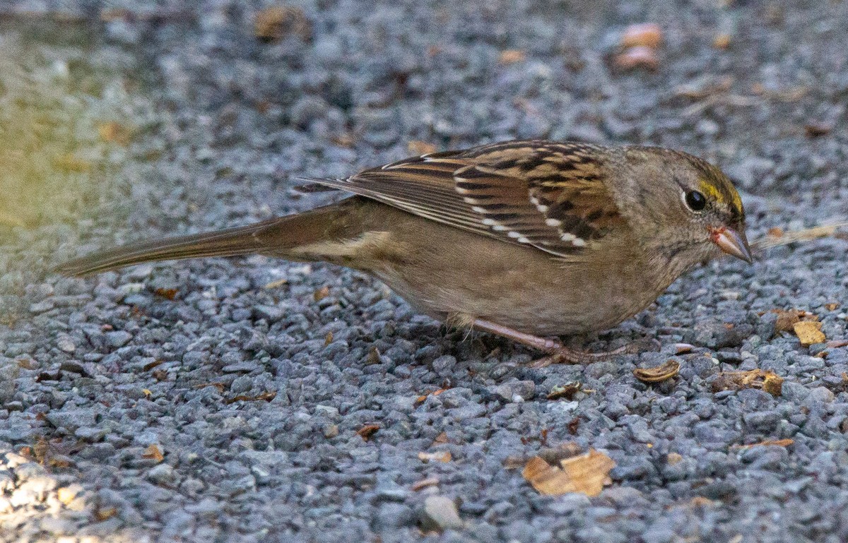 Golden-crowned Sparrow - ML642294107